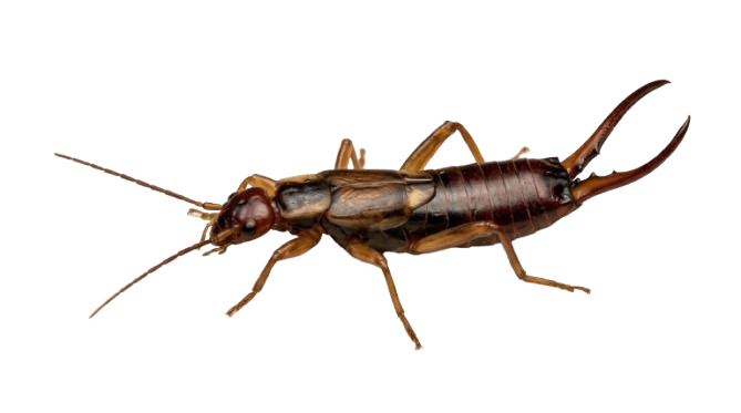 Earwig Treatment