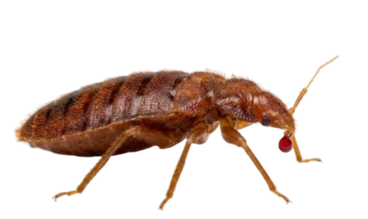 Bed Bug Treatment