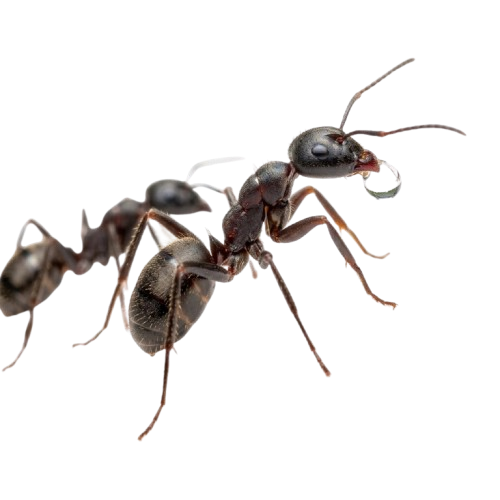 Ant Treatment