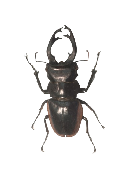Beetle Treatment