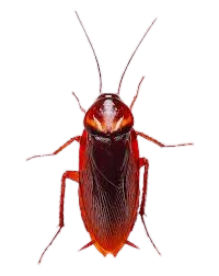 Cockroach Treatment