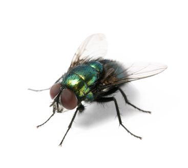 Fly Treatment