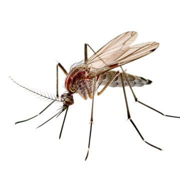 Mosquito Treatment