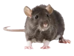 Rodent Treatment